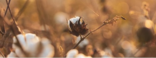 China pierde peso en el negocio del algodón, que apunta a su pico desde 2021